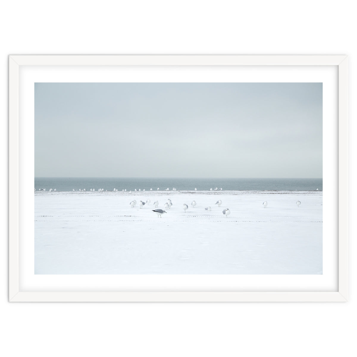 Seagulls in the Snow beach