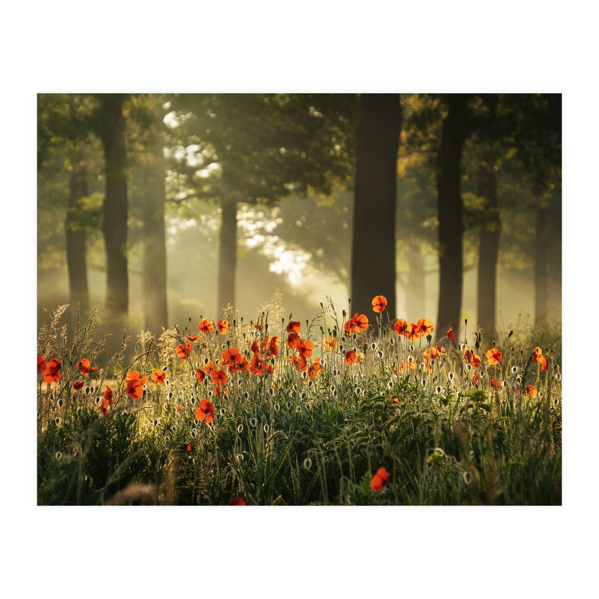 The poppy forest (Print Only)