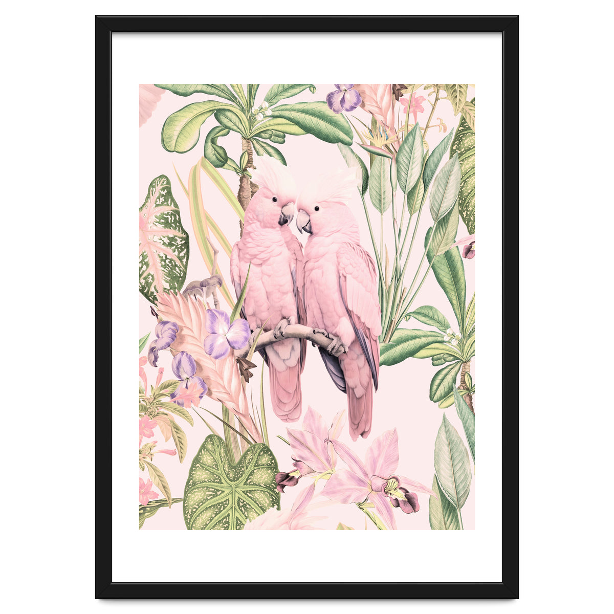 Pink Cockatoos in Love