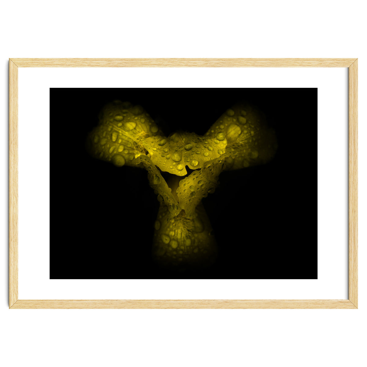 Backyard Flowers No 70 Color Version