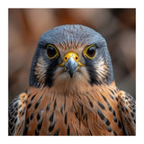 Close Up Kestrel Falcon Bird Portrait Majestic (Print Only) thumbnail