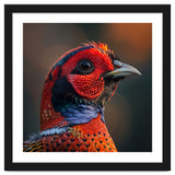 Close Up Pheasant Bird thumbnail