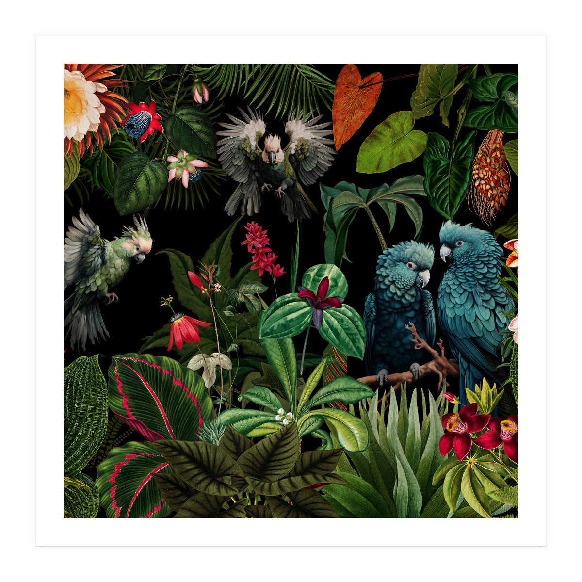 Moody Botanical Midnight Jungle Birds (Print Only)
