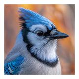 Blue Jay Bird Close Up Detailed Portrait (Print Only) thumbnail