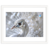 Close-up of a White Peacock