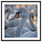 Majestic Swan Close Up With Water Droplets thumbnail