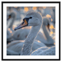 Majestic Swan Close Up With Water Droplets