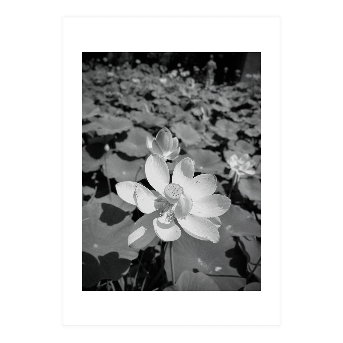 Hylas | Black & White (Print Only)