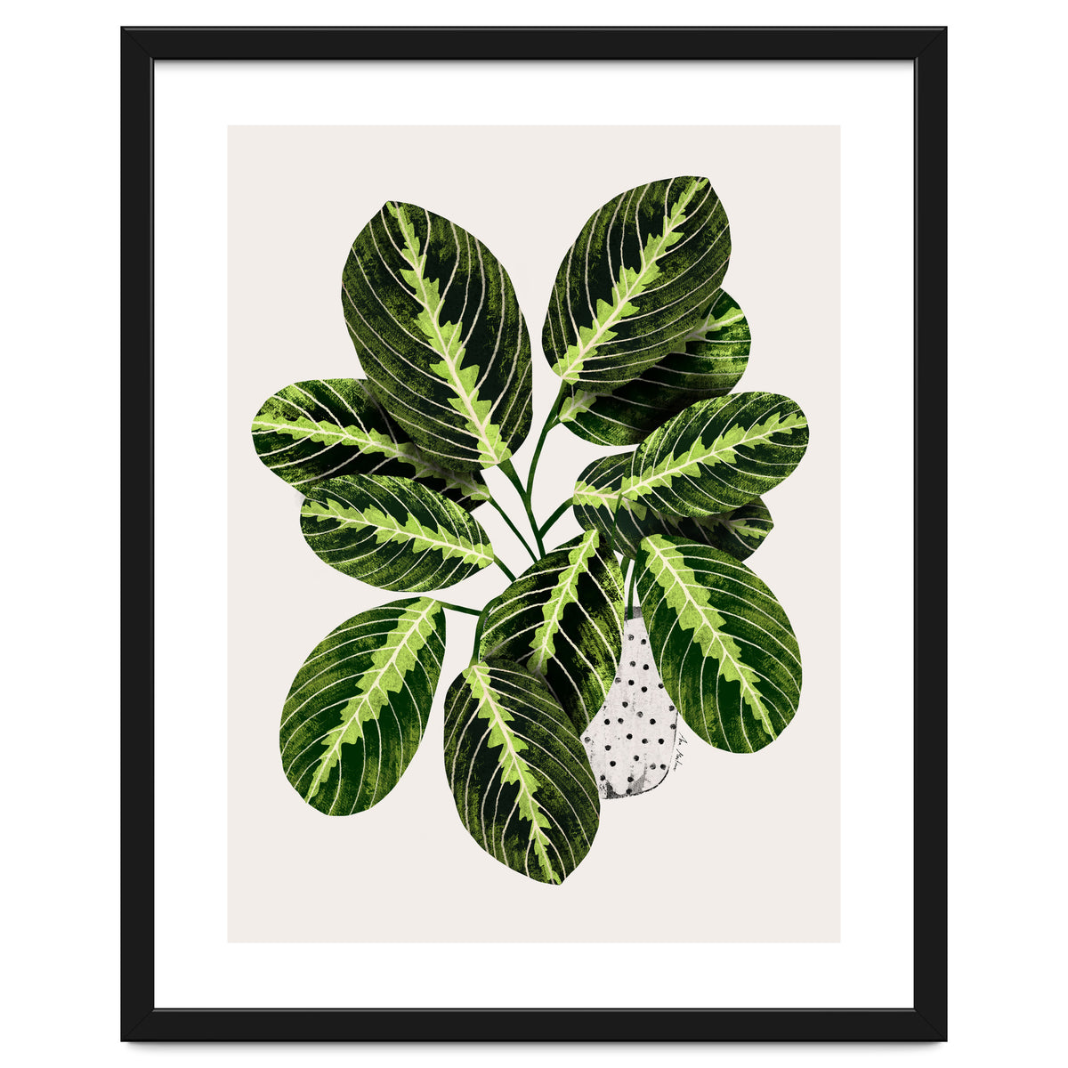 Maranta Plant