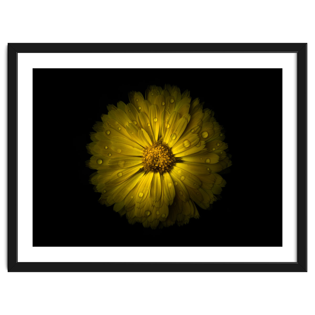 Backyard Flowers No 10 Color Version