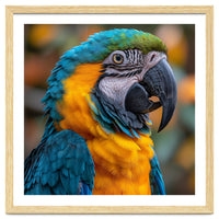 Blue And Yellow Macaw Parrot Close Up Portrait