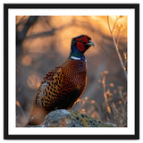 Pheasant Bird Standing On Rock Sunrise Light thumbnail