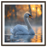 Beautiful Swan Floating On Water At Sunset