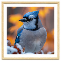 Blue Jay Bird In Winter Snowfall And Leaves