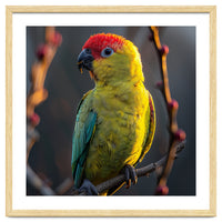 Close Up Of A Colorful Jenday Conure