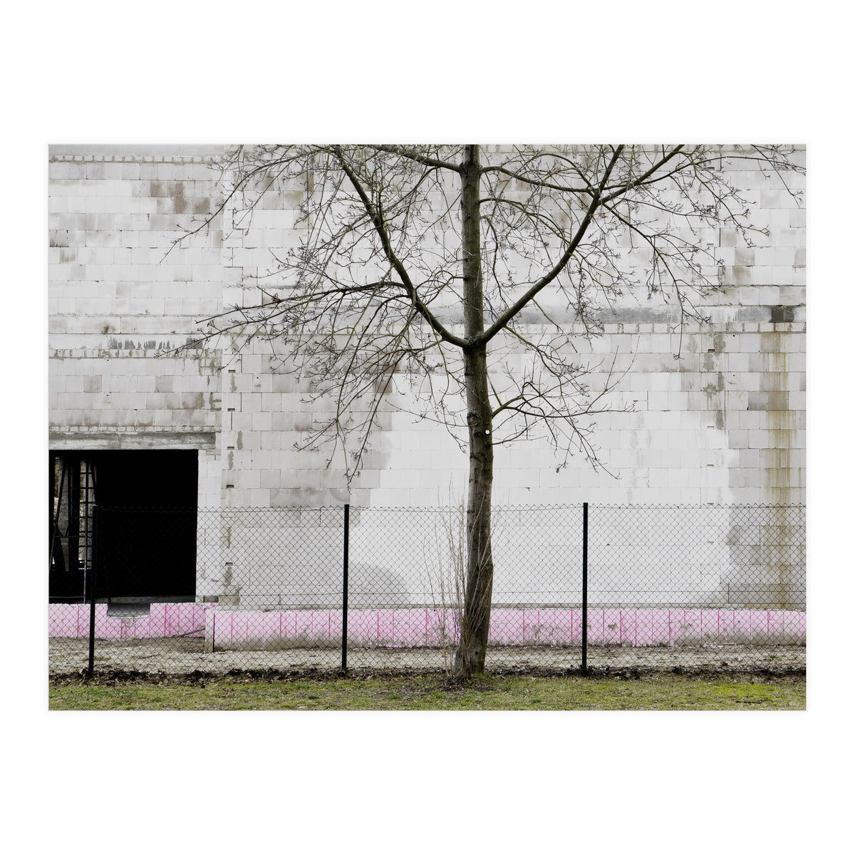 A tree in front of the wall (Print Only)