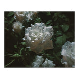Dark Paradise (Print Only) thumbnail