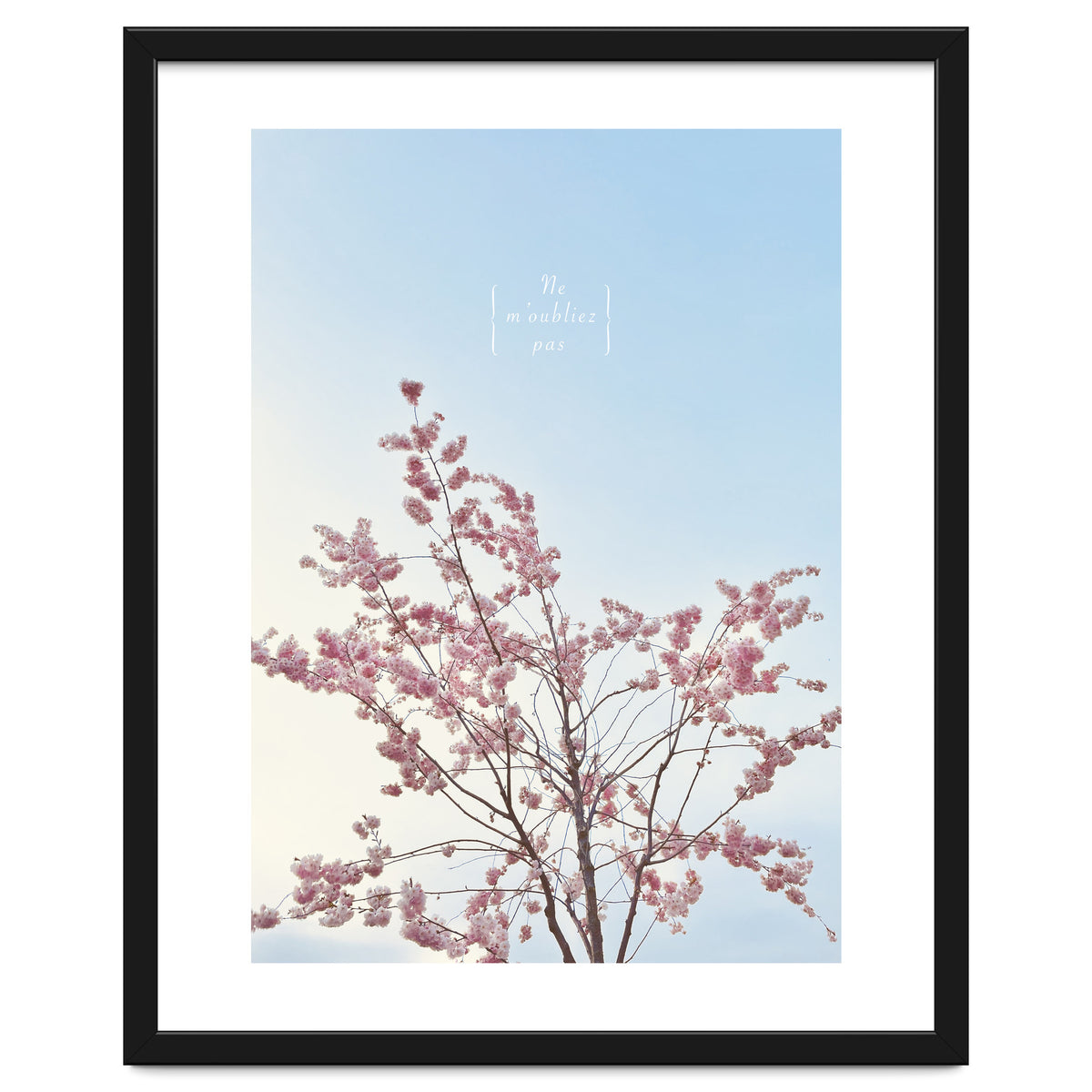 Sakura - cherry blossom