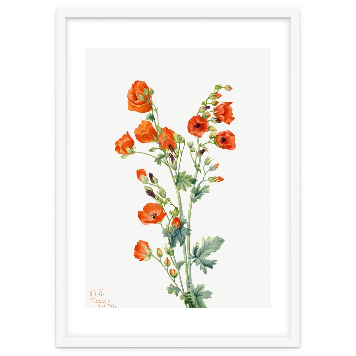 Mary Vaux Walcott – Scarlet Globe Mallow (Sphaeralcea grossulariaefolia) (1927)
