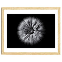 Backyard Flowers In Black And White No 10 Flow Version