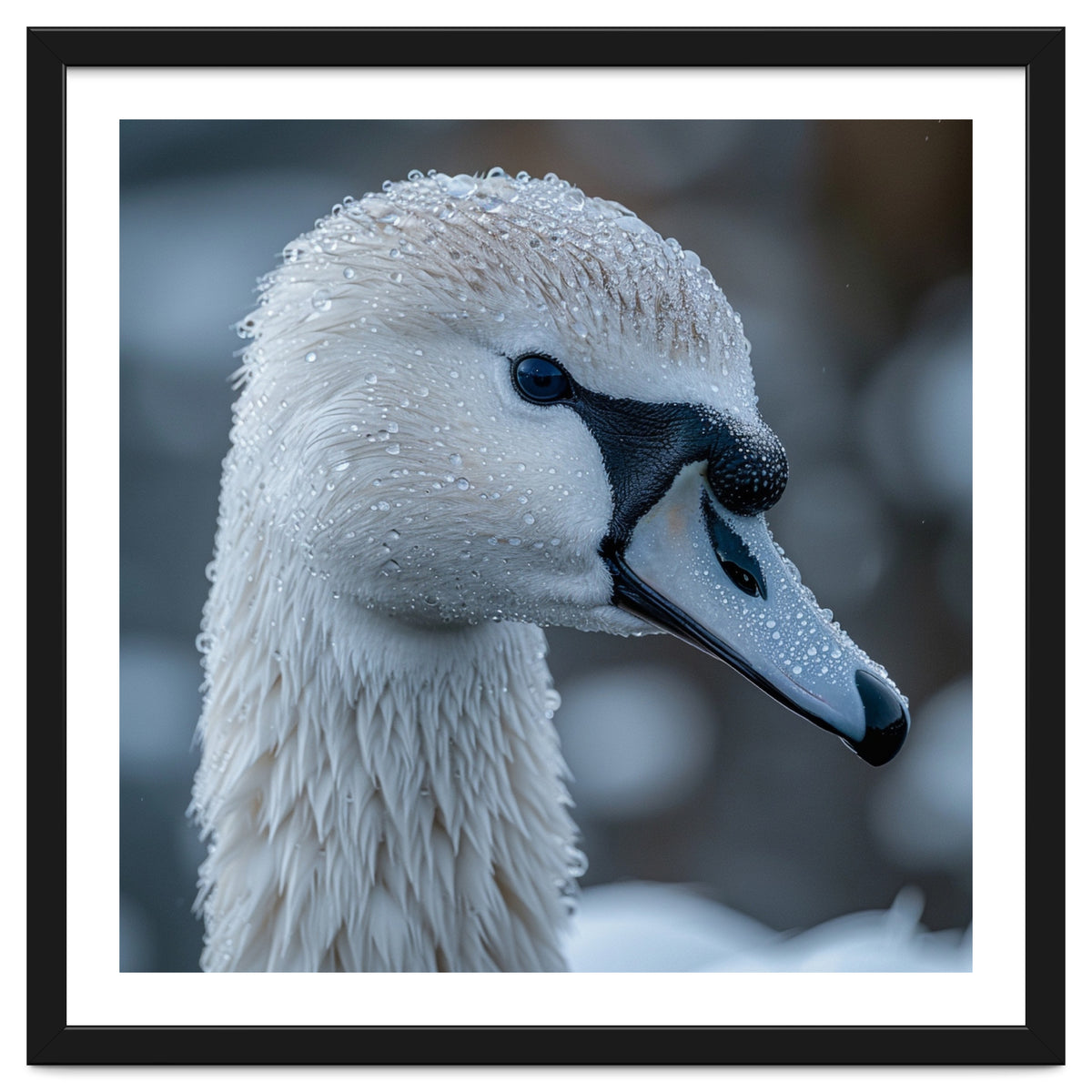 Close Up Of A Swan Head Covered In Water Droplets