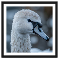 Close Up Of A Swan Head Covered In Water Droplets