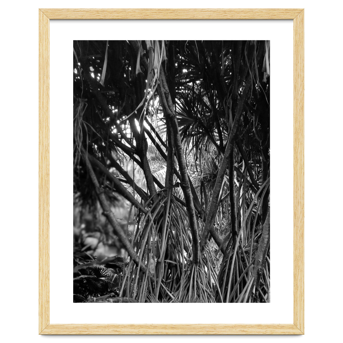 Black Tectorius Plant Art