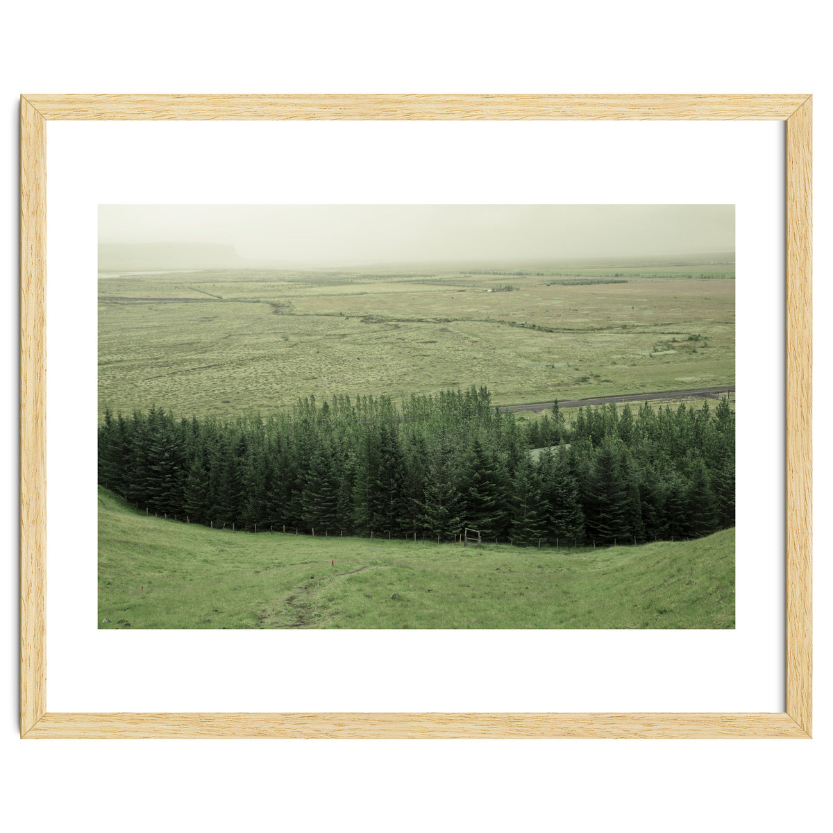 Small forest - Iceland