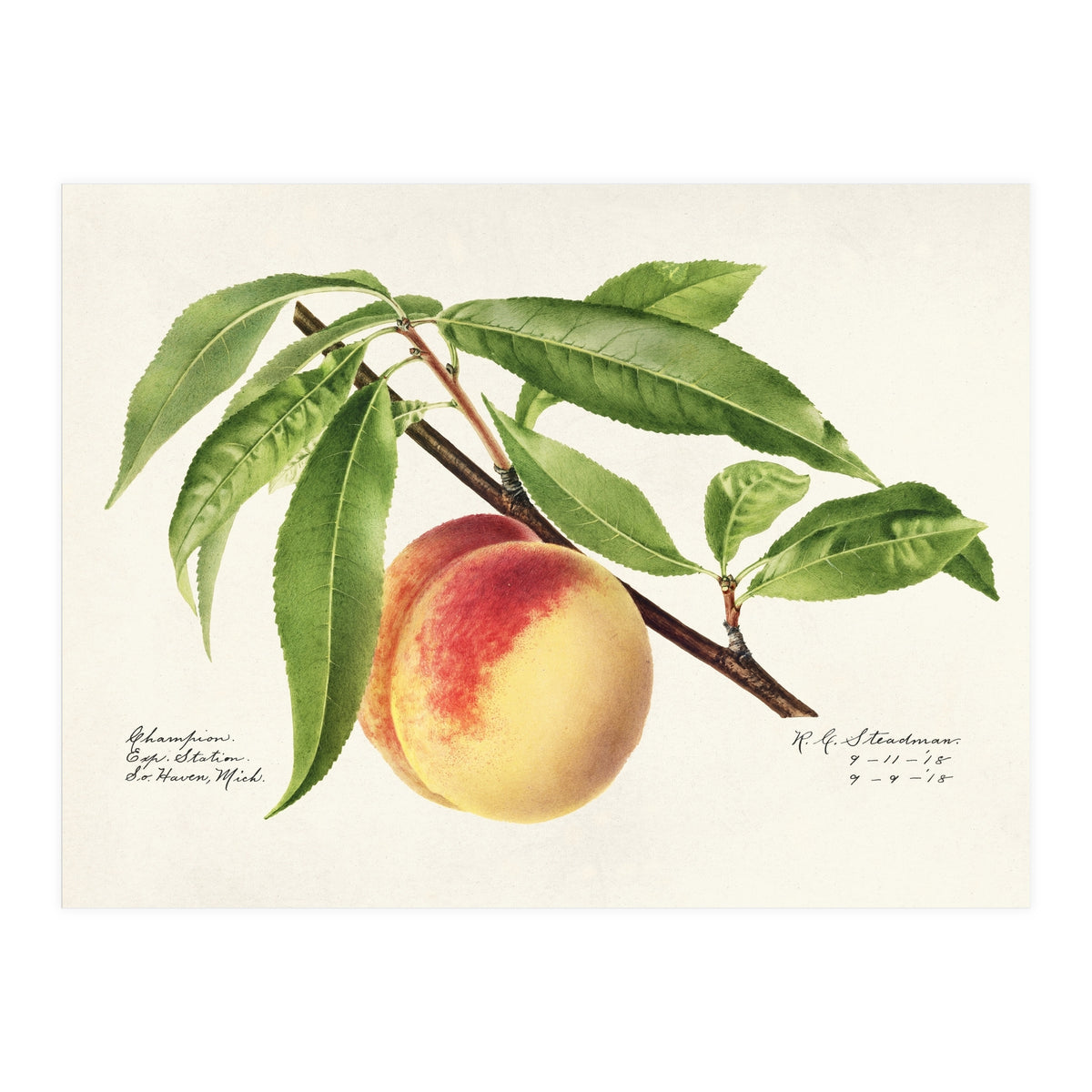 Royal Charles Steadman – Peach Twig (Prunus persica) (1918) (Print Only)
