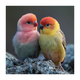 Pair Of Lovebirds Sitting On Rocks (Print Only) thumbnail