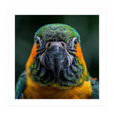 Blue And Gold Macaw Face Focused Portrait (Print Only) thumbnail