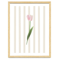 Single Tulip
