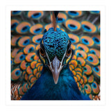 Close Up Peacock Head And Eye With Feathers (Print Only) thumbnail