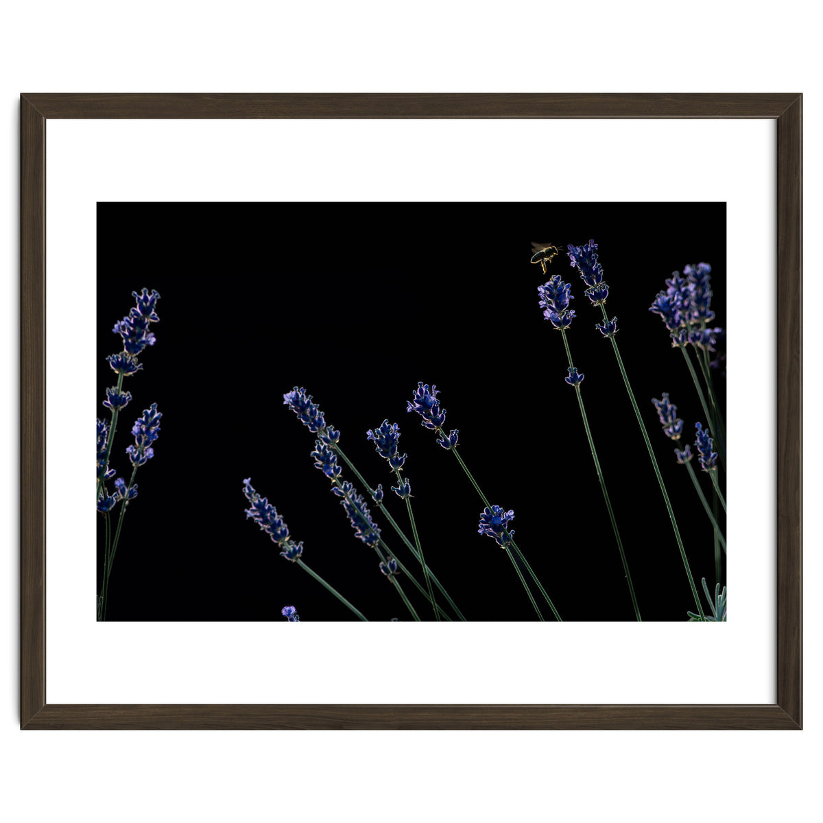 Honeybee and lavender