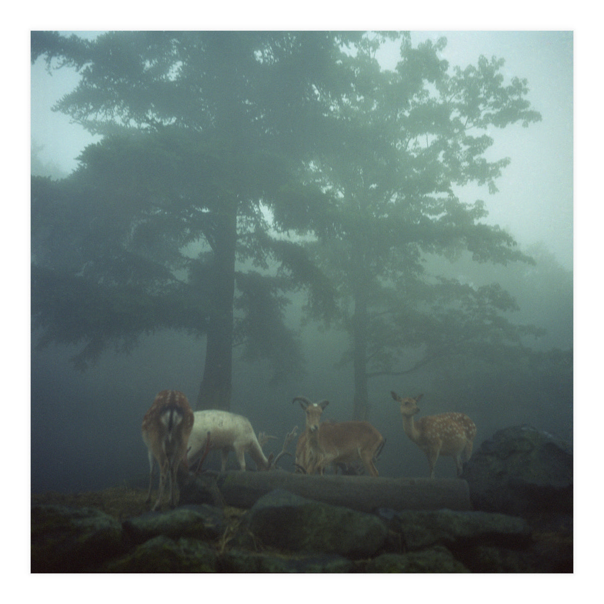 Silence of breath - 05 (Print Only)