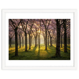 Blooming cherry trees in soft morning light thumbnail