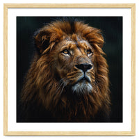 Majestic Lion Portrait In Gentle Rain