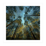 Enchanted Night Forest with Glowing Fireflies (Print Only) thumbnail