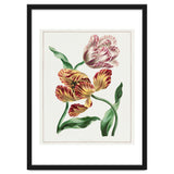 John Edwards – Various Tulips (1791) thumbnail
