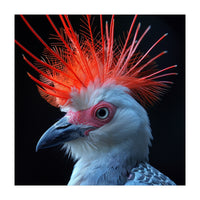 Secretary Bird (Print Only)