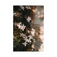 Pink flowers in the shadow (Print Only)