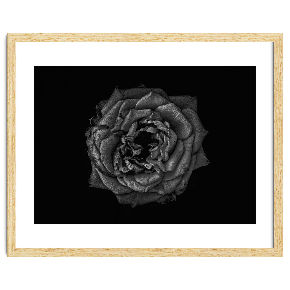 Backyard Flowers In Black And White No 110