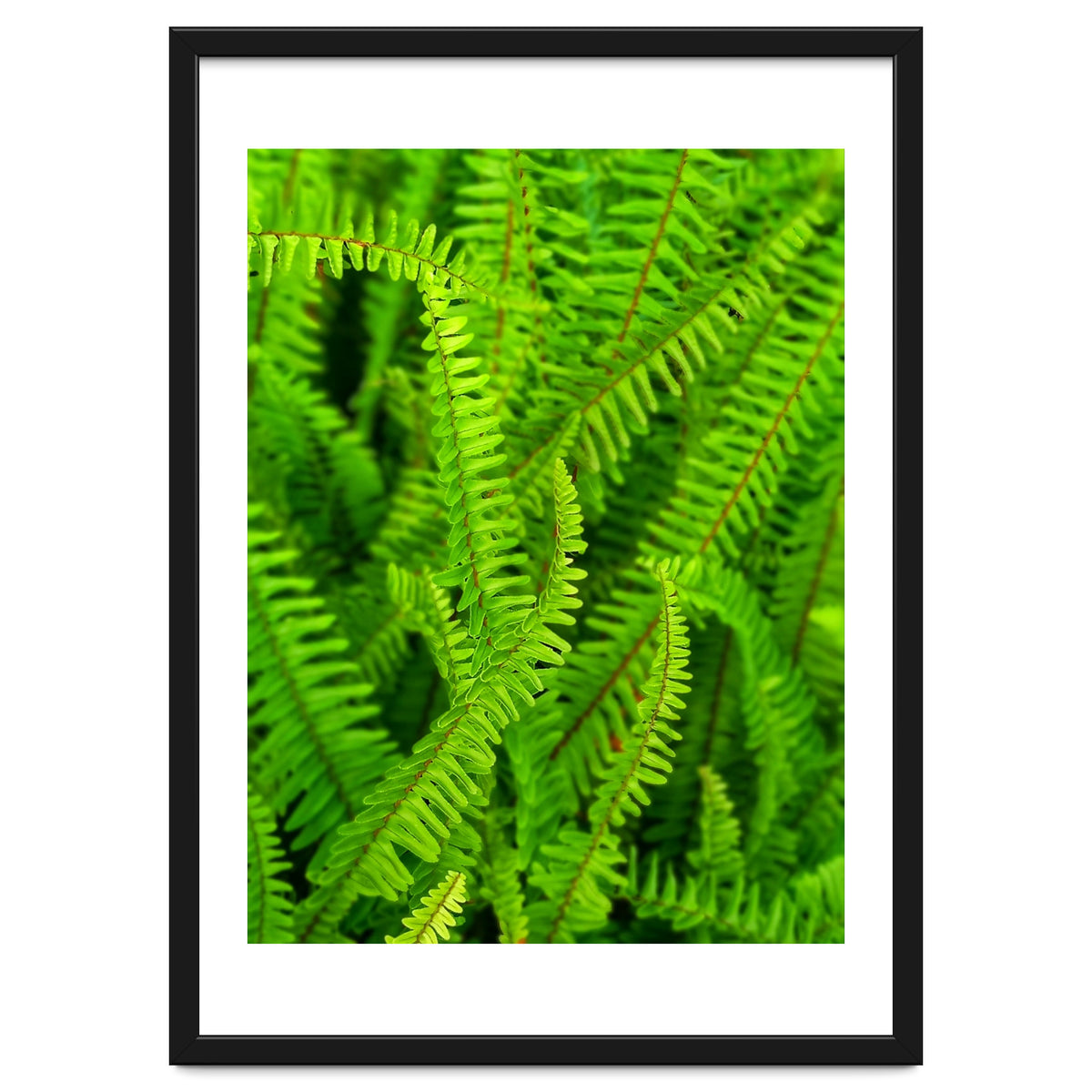 Green Ferns