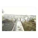 LIVING TOGETHER - WHITE COWS FAMILY (Print Only) thumbnail