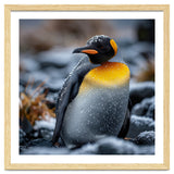 King Penguin In Snow With Water Droplets thumbnail