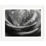 Ethereal Monochromatic Rose Petal Macro thumbnail