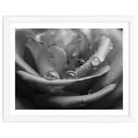 Ethereal Monochromatic Rose Petal Macro