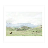 Relaxing horses on a sunny day calm field - Iceland (Print Only) thumbnail