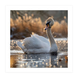 Majestic Swan On Calm Water During Sunset Nature Scene (Print Only) thumbnail