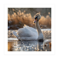 Majestic Swan On Calm Water During Sunset Nature Scene (Print Only)